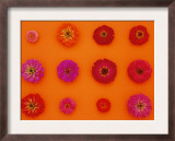 Pinks and Reds on Sunset Orange, Zinnia Family