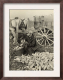 Farmer Collecting Husked Corn to Load into a Horse Drawn Wagon in Washington County, Maryland, 1937