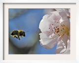 Bee Flies Towards the Blossom of an Almond Tree in a Park in Freiburg, Southern Germany