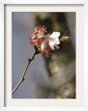 Bee Alights on a Cherry Tree at the Brooklyn Botanic Garden in New York
