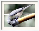 A Thirsty Tufted Titmouse Takes Advantage of a Dripping Garden Hose for an Afternoon Drink