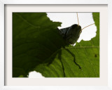 A Late Summer Grasshopper Munches on Some Green Leaves