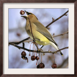 A Cedar Waxwing Tosses up a Fruit from a Flowering Crab Tree, Freeport, Maine, January 23, 2007