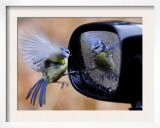 Blue Tit is Reflected in a Wing Mirror of a Car That is Covered with Raindrops