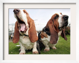 Bassethounds Pose in Dortmund, Germany