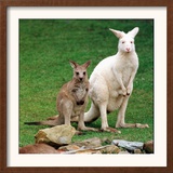 Mulali, Right, a Two-Year-Old Albino Grey Kangeroo Stands Next to Her Joey