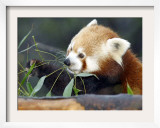 Red Panda Xia-Tschung-Mao Feeds on Bamboo