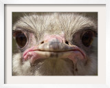 An Adult Female Ostrich at the Vina Grande Farm in Paredes De Escalona, Spain, May 21 2001