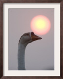 Swan as the Sun Sets Above its Head at Prey Pros Lake in Cambodia