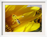 A Bee Covered with Yellow Pollen Approaches the Blossom of a Sunflower July 28, 2004 in Walschleben