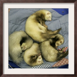 A Pack of Ferrets Clockwise from Top, Chewbacca, Hobart, Dixie B, Wolfgang Amadeaus Motzart