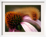 A Fuzzy Caterpillar Inches Along the Top of a Purple Coneflower