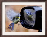 Blue Tit is Reflected in a Wing Mirror of a Car That is Covered with Raindrops