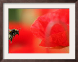 A Bumble Bee Hovers Over a Poppy Flower During a Summer Heat Wave in Santok, Poland, June 27, 2006