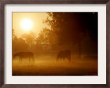 Horses Graze in a Meadow in Early Morning Fog in Langenhagen Near Hanover, Germany, Oct 17, 2006