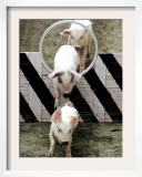 Pigs Compete the Obstacle Race at Pig Olympics Thursday April 14, 2005 in Shanghai, China Framed Photographic Print