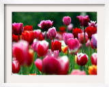 Rain Drops Twinkle on Blooming Tulips on a Field near Freiburg, Germany