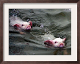 Pigs Compete Swimming Race at Pig Olympics Thursday April 14, 2005 in Shanghai, China Framed Photographic Print