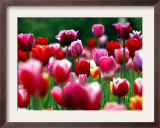 Rain Drops Twinkle on Blooming Tulips on a Field near Freiburg, Germany