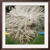 Hungarian Puli Sheep Dog, Fee, Jumps over a Hurdle During a Preview for a Pedigree Dog Show