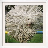 Hungarian Puli Sheep Dog, Fee, Jumps over a Hurdle During a Preview for a Pedigree Dog Show