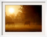 Horses Graze in a Meadow in Early Morning Fog in Langenhagen Near Hanover, Germany, Oct 17, 2006