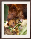 A Baby Goodfellow's Tree Kangaroo Peeks from its Mother's Pouch at the Cleveland Metroparks Zoo