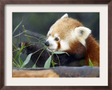 Red Panda Xia-Tschung-Mao Feeds on Bamboo