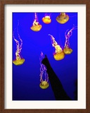 A Spectator Points at At Sea Nettles, Jelly Fish at the Monterey Bay Aquarium
