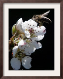 Bee and Pear Blossom, Bruchkoebel, Germany