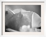 Petal Closeup II