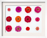 Pinks and Reds on White, Zinnia Family