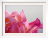 Petal Closeup IV