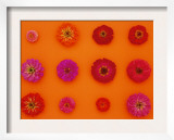 Pinks and Reds on Sunset Orange, Zinnia Family