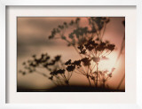 Queen Anne's Lace with Sun