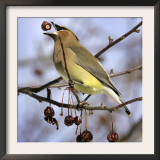A Cedar Waxwing Tosses up a Fruit from a Flowering Crab Tree, Freeport, Maine, January 23, 2007