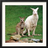Mulali, Right, a Two-Year-Old Albino Grey Kangeroo Stands Next to Her Joey