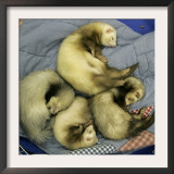 A Pack of Ferrets Clockwise from Top, Chewbacca, Hobart, Dixie B, Wolfgang Amadeaus Motzart