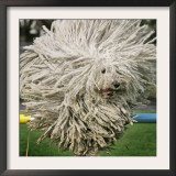 Hungarian Puli Sheep Dog, Fee, Jumps over a Hurdle During a Preview for a Pedigree Dog Show