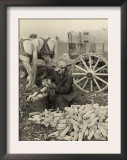 Farmer Collecting Husked Corn to Load into a Horse Drawn Wagon in Washington County, Maryland, 1937