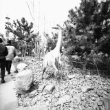 People Visiting Jurassic Park, (Rear View) Photographic Print