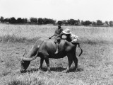 Two Children on Water Buffalo, One Climbing on Rear End, Near Manila