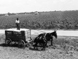 African-American Farmer Standing in Cart Filled With Cotton Drawn By Mules, Louisiana