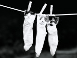 Three Kittens in Socks, Hanging From Clothes Line
