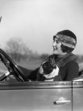 Woman at Steering Wheel Driving Car With Boston Terrier Passenger
