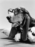 Basset Hound Wearing Spectacles
