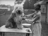 English Sheepdog
