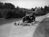 Traffic Trouble