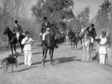 Baghdad Fox Hunt