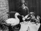Lucky Goose